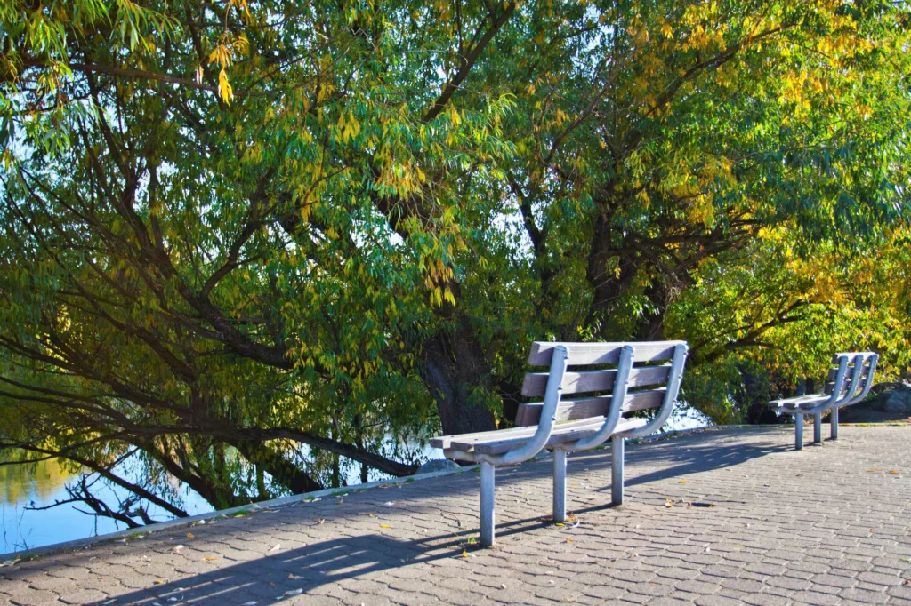 Two empty wooden benches on a paved path beside a lush green and yellow tree near a body of water on a sunny day.
